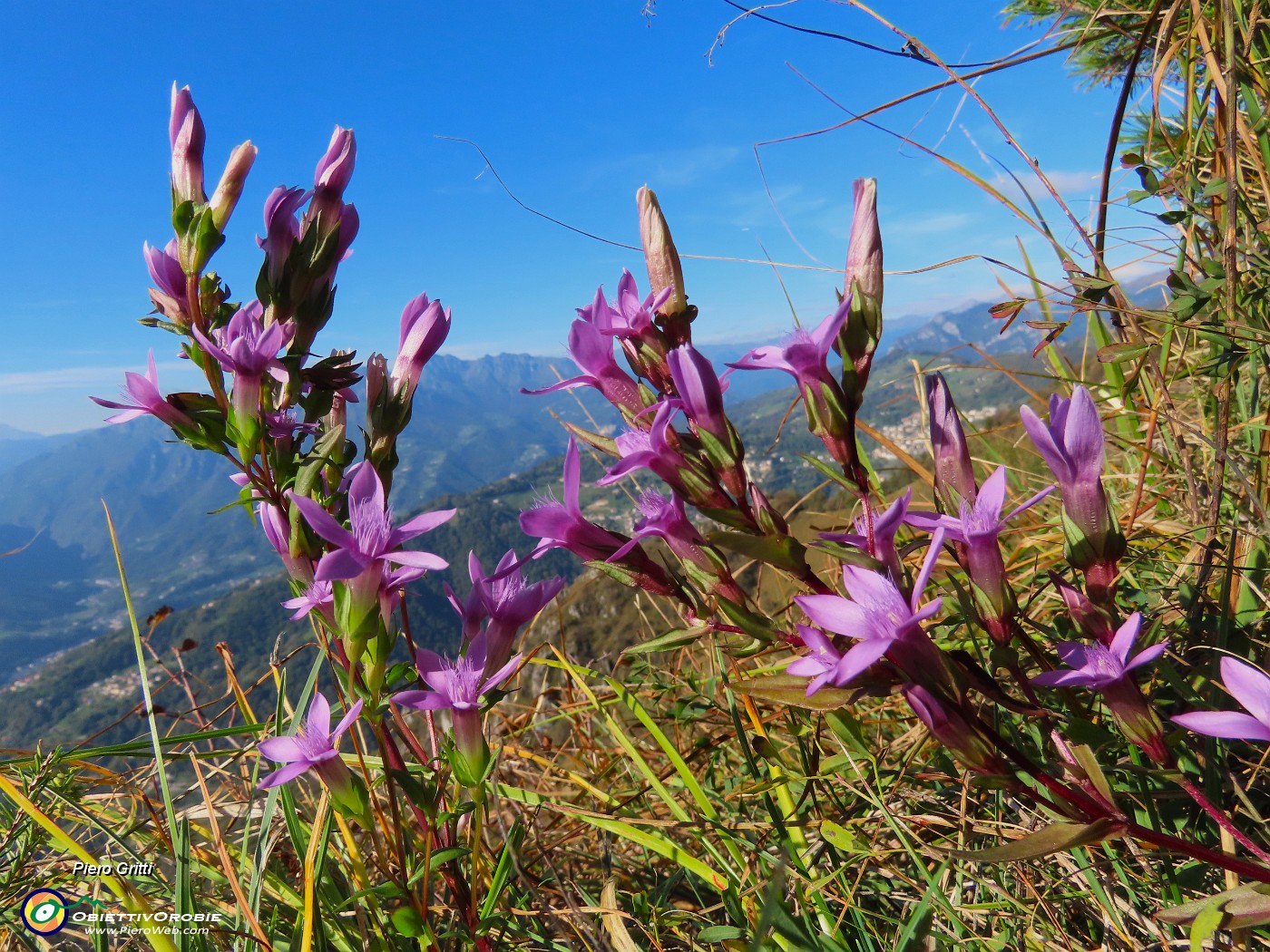 23 Gentianella anisodonta - Genzianella anisodonta baciata dal sole.JPG